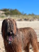 Sitter Profile Image: Sebastian S.