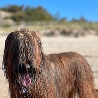 Sitter Profile Image: Sebastian S.