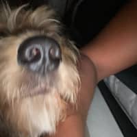 Sitter Profile Image: Diana V.