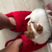 Sitter Profile Image: Diana V.