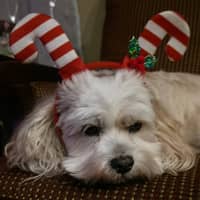 Sitter Profile Image: Rebecca A.