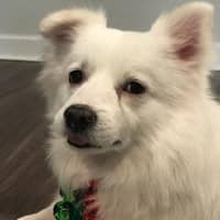 Sitter Profile Image: Manasa B.