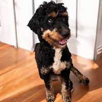 Sitter Profile Image: Connie T.