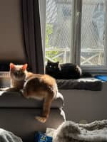 Photo de profil du pet sitter : Eve-Elodie G.