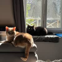 Photo de profil du pet sitter : Eve-Elodie G.