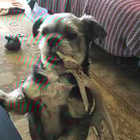 Sitter Profile Image: Mandy P.