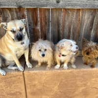 Sitter Profile Image: Tammy H.