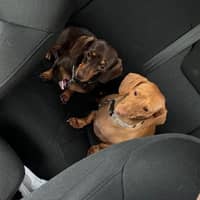 Sitter Profile Image: Sarah W.