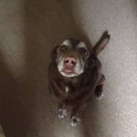 Sitter Profile Image: Sal G.