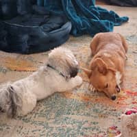 Sitter Profile Image: Jennifer H.