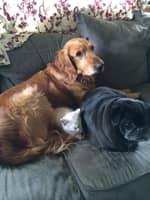 Sitter Profile Image: Lisa S.