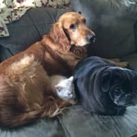 Sitter Profile Image: Lisa S.