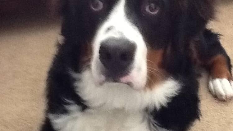 Best Dog Boarding In Des Moines Ia Rover Com