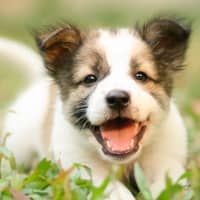 Sitter Profile Image: Jacinta E.