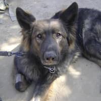 Sitter Profile Image: Mike B.