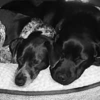 Sitter Profile Image: Julie S.