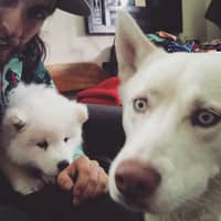 Sitter Profile Image: Nicholas K.