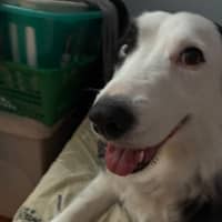 Sitter Profile Image: Laura V.