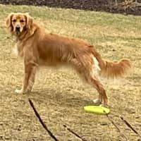 Sitter Profile Image: Johnny P.