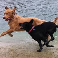 Sitter Profile Image: Denise E.