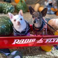 Sitter Profile Image: Jessica A.