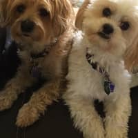 Sitter Profile Image: Nicolette P.