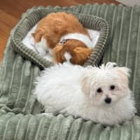 Sitter Profile Image: Nicolette P.