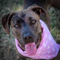 Sitter Profile Image: Lynette C.