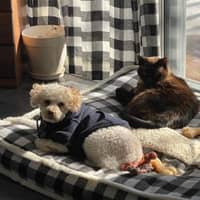 Sitter Profile Image: Amanda S.