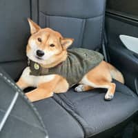 Sitter Profile Image: Sarah C.