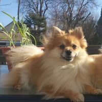 Sitter Profile Image: Susan O.