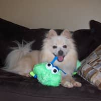 Sitter Profile Image: Susan O.