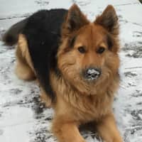 Sitter Profile Image: Christina C.