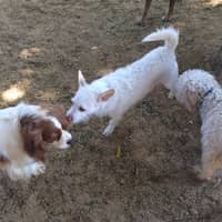 Sitter Profile Image: Rhiana J.