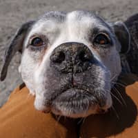 Sitter Profile Image: Martin H.