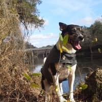 Sitter Profile Image: Diana K.