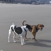 Sitter Profile Image: Shadie S.