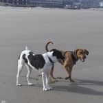 Sitter Profile Image: Shadie S.