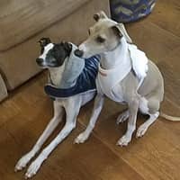 Sitter Profile Image: Judy H.