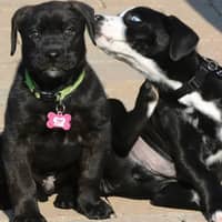 Sitter Profile Image: Jamie D.