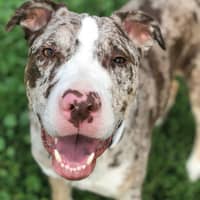 Sitter Profile Image: Rachel R.