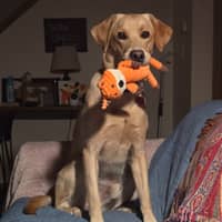 Sitter Profile Image: Laura W.