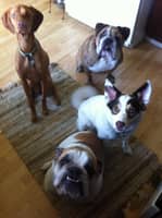 Sitter Profile Image: Laura G.