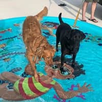 Sitter Profile Image: Jodie S.