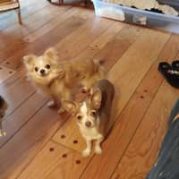 Sitter Profile Image: Lorraine V.