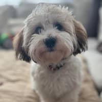 Sitter Profile Image: Christopher & Linda A.