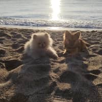 Photo de profil du pet sitter : Violeta C.