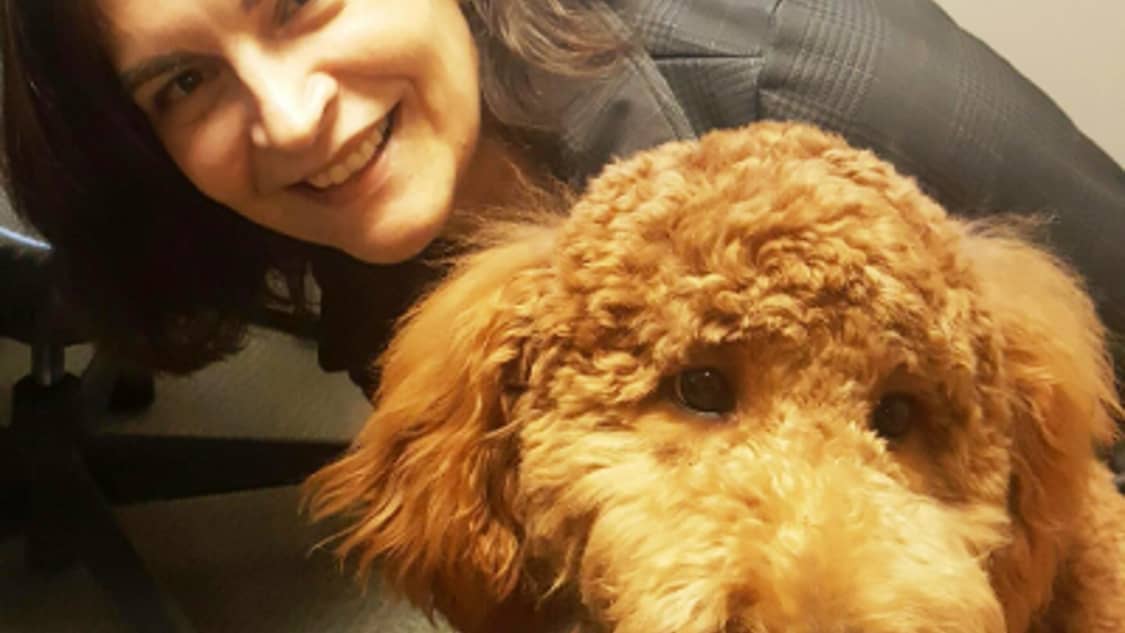 Best Dog Boarding In Des Moines Ia Rover Com