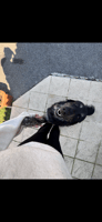 Photo de profil du pet sitter : Deva L.