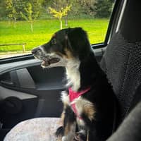 Photo de profil du pet sitter : Kelly D.